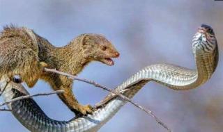 眼镜蛇最害怕的动物 眼镜蛇最害怕的动物