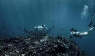 美人鱼潜水怎么呼吸 美人鱼潜水怎么呼吸