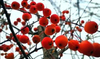 小雪节气的诗 小雪节气的诗